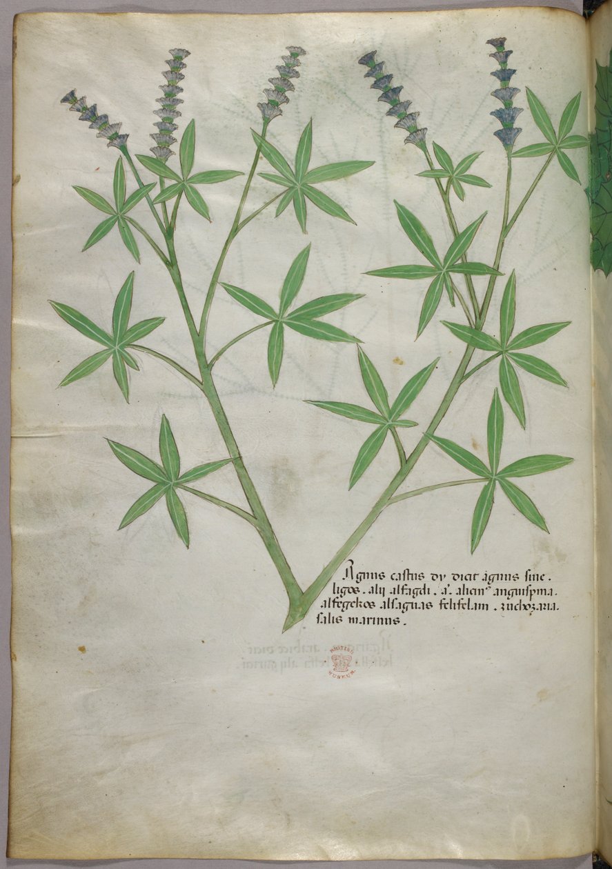 Ilustracja botaniczna, ok. 1440 r. (tusz i kolor na welinie) autorstwa Italian School