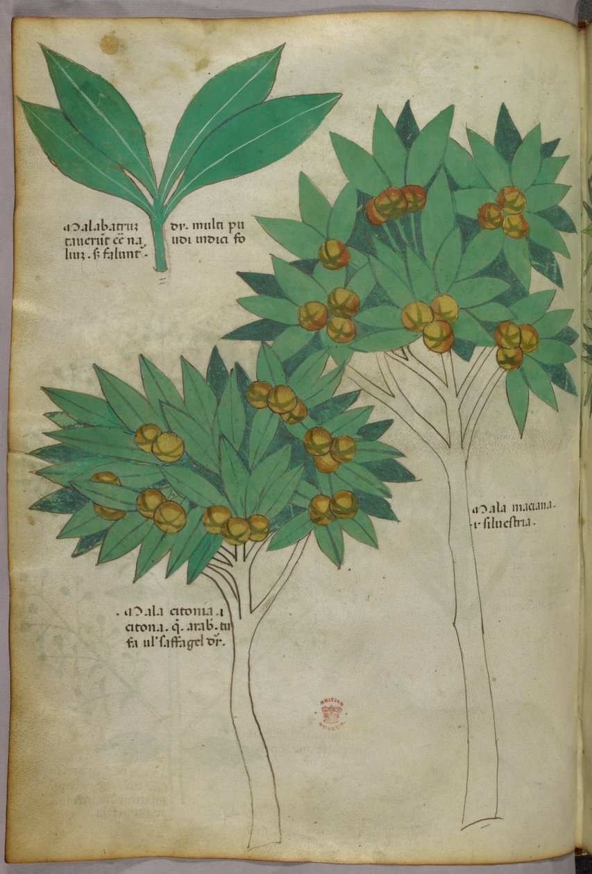 Ilustracja botaniczna, ok. 1440 r. (tusz i kolor na welinie) autorstwa Italian School