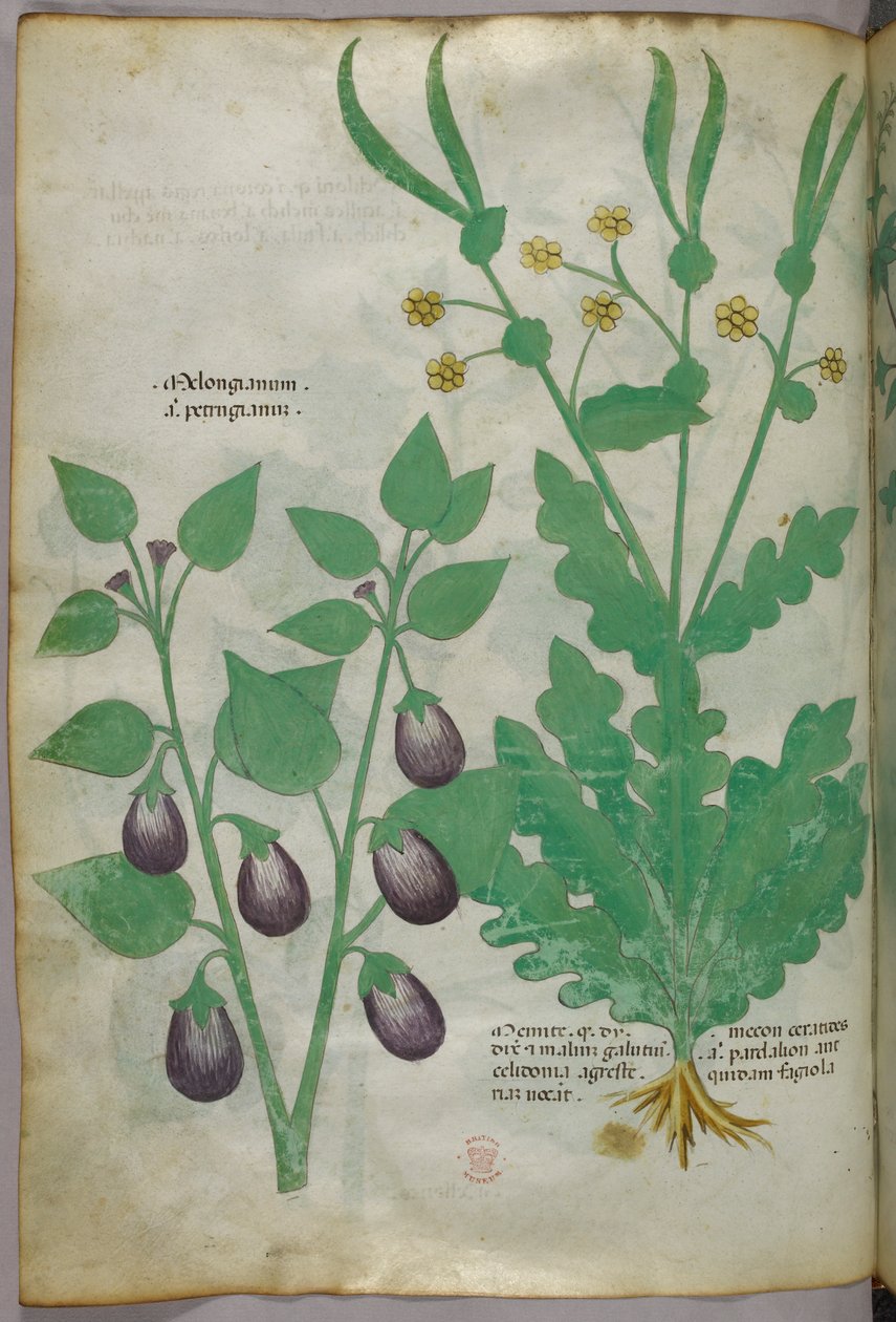 Ilustracja botaniczna, ok. 1440 r. (tusz i kolor na welinie) autorstwa Italian School