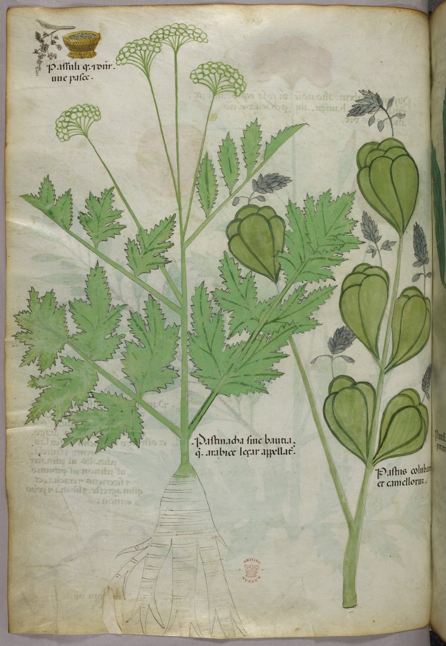 Ilustracja botaniczna, ok. 1440 r. (tusz i kolor na welinie) autorstwa Italian School