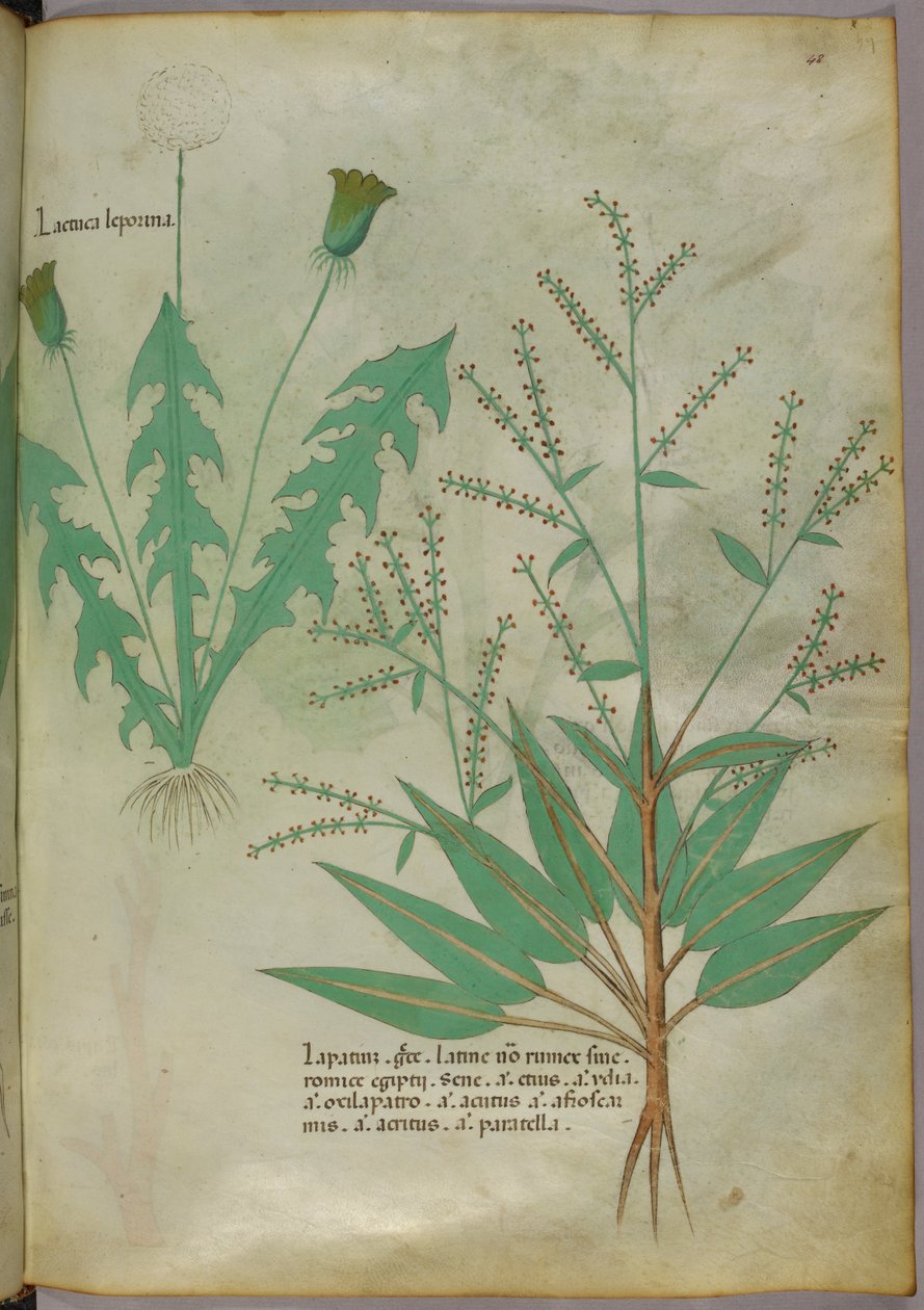 Ilustracja botaniczna, ok. 1440 r. (tusz i kolor na welinie) autorstwa Italian School