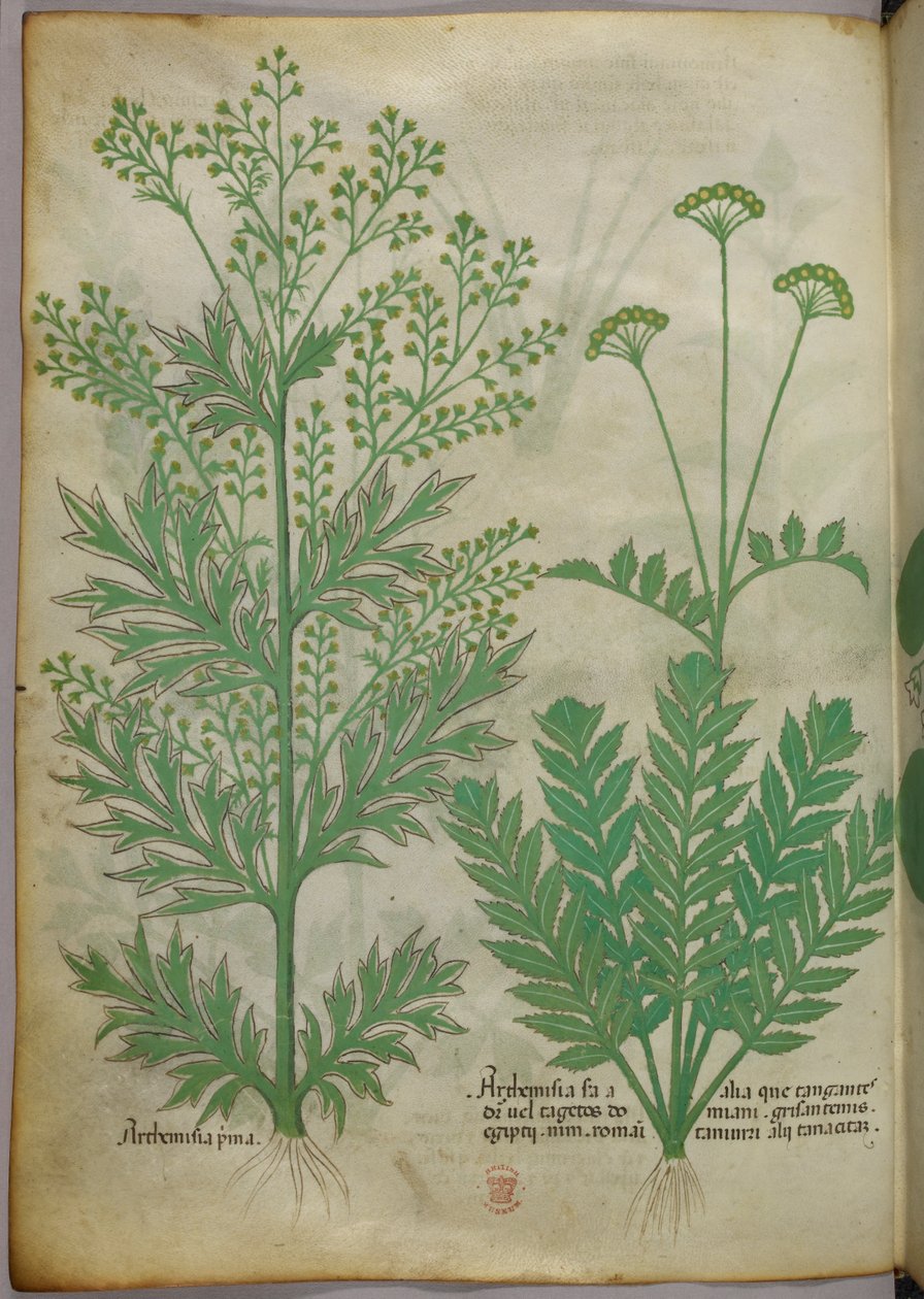 Ilustracja botaniczna, ok. 1440 r. (tusz i kolor na welinie) autorstwa Italian School
