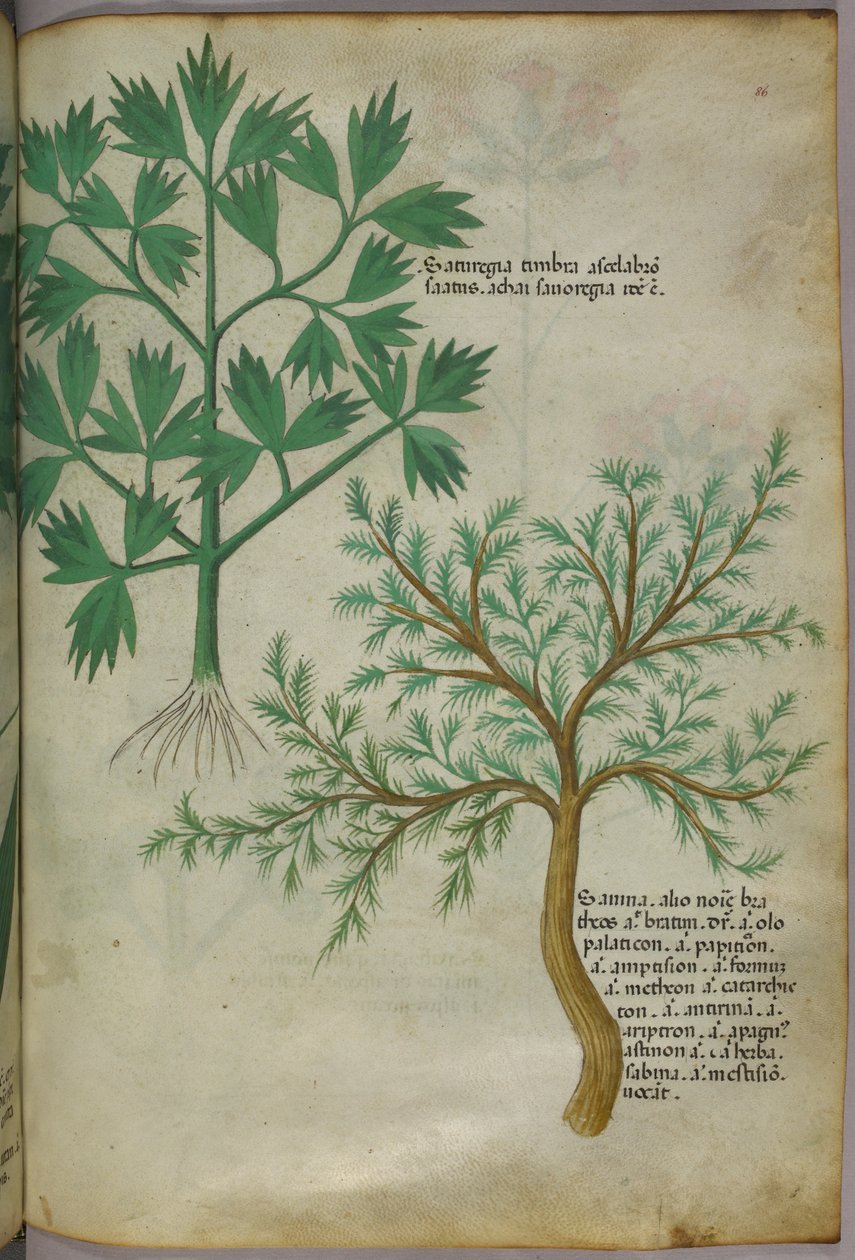 Ilustracja botaniczna, ok. 1440 r. (tusz i kolor na welinie) autorstwa Italian School