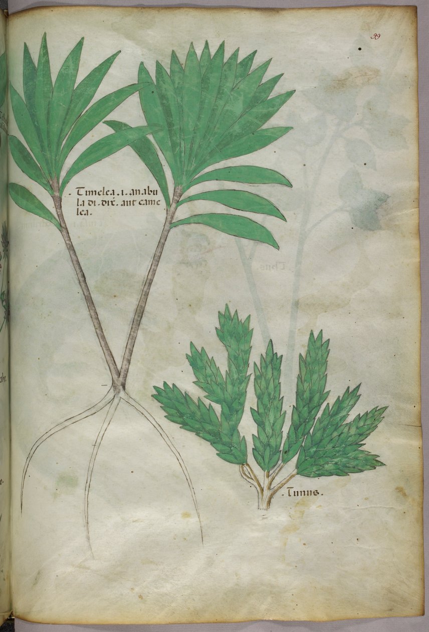 Ilustracja botaniczna, ok. 1440 r. (tusz i kolor na welinie) autorstwa Italian School