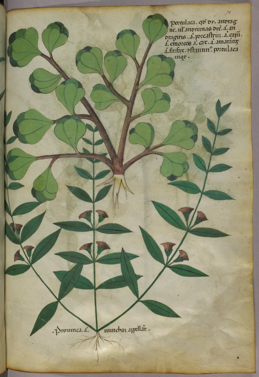 Ilustracja botaniczna, ok. 1440 r. (tusz i kolor na welinie) autorstwa Italian School