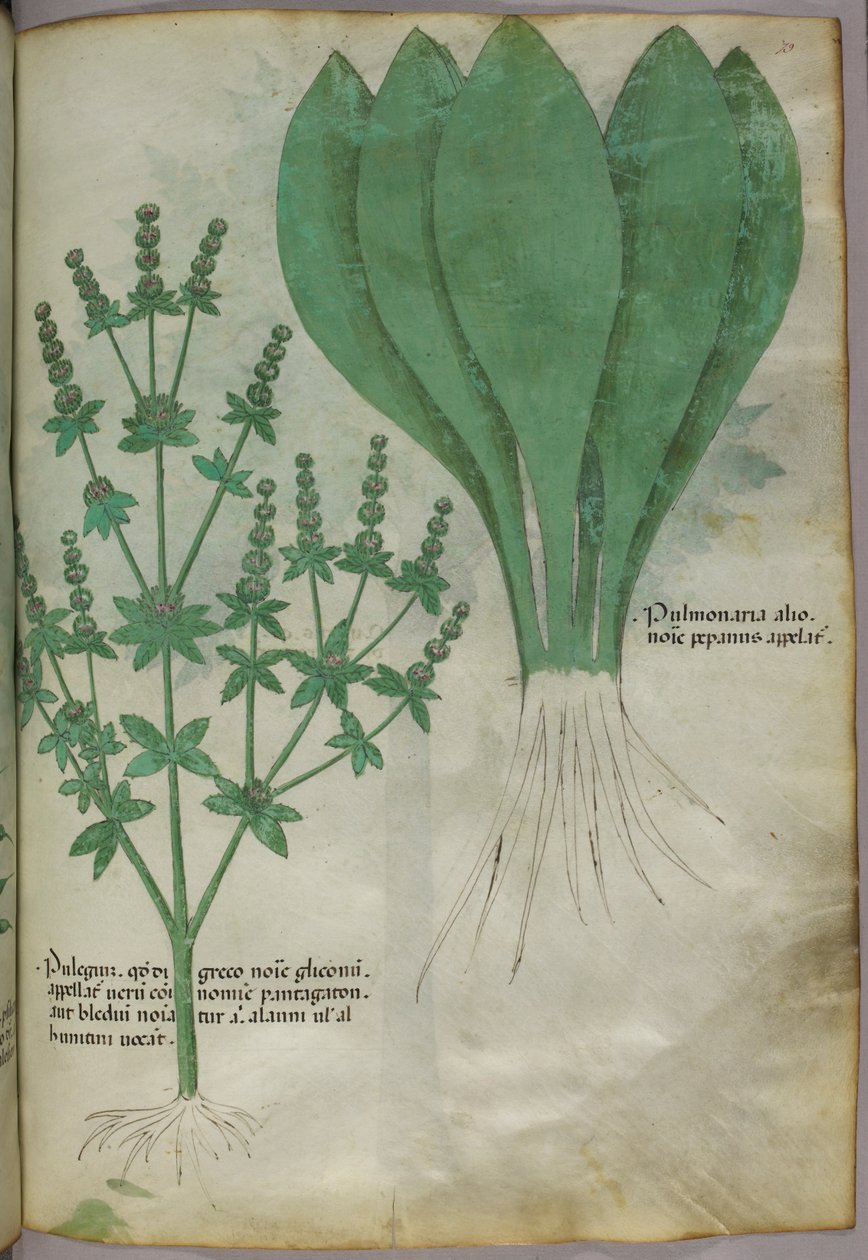 Ilustracja botaniczna, ok. 1440 r. (tusz i kolor na welinie) autorstwa Italian School