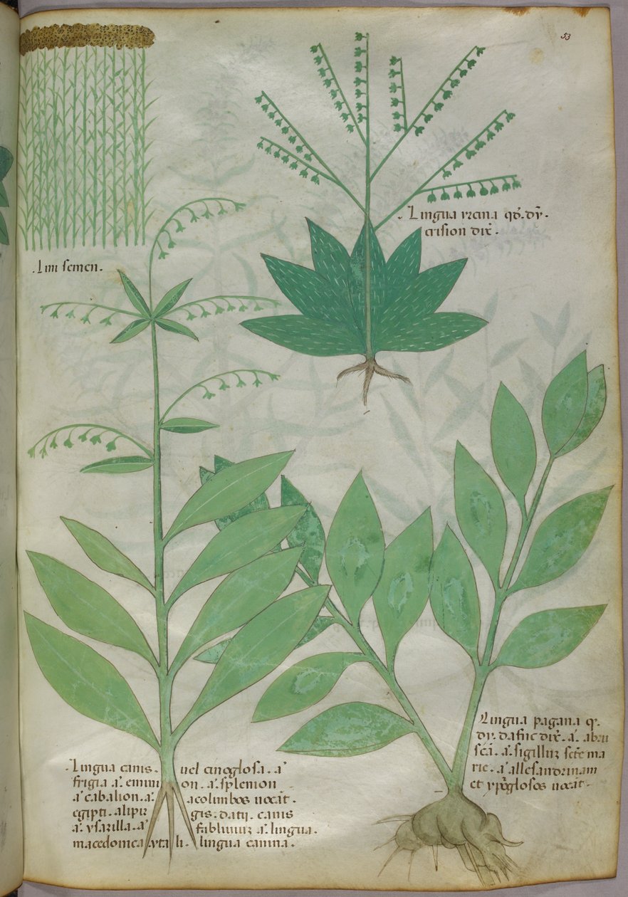 Ilustracja botaniczna, ok. 1440 r. (tusz i kolor na welinie) autorstwa Italian School