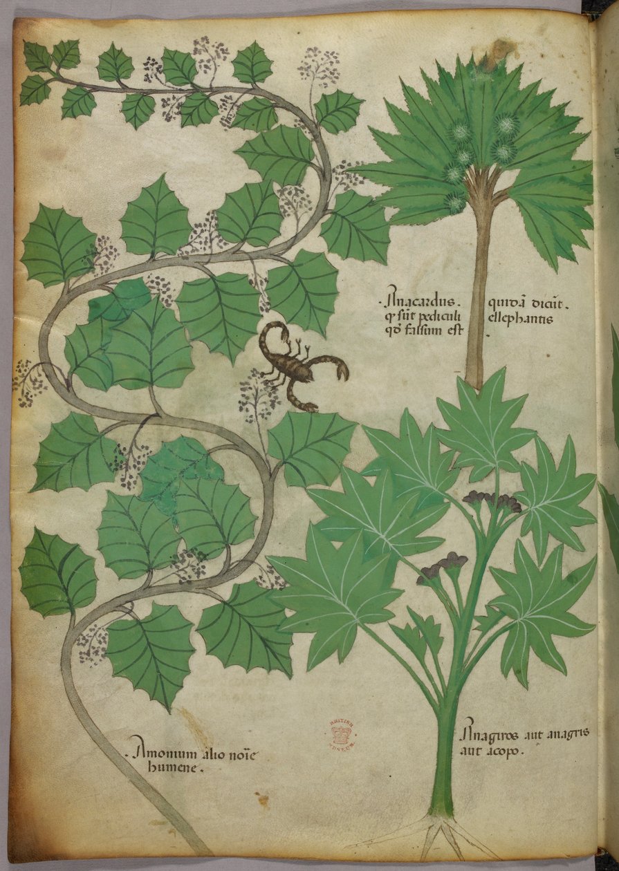 Ilustracja botaniczna, ok. 1440 r. (tusz i kolor na welinie) autorstwa Italian School
