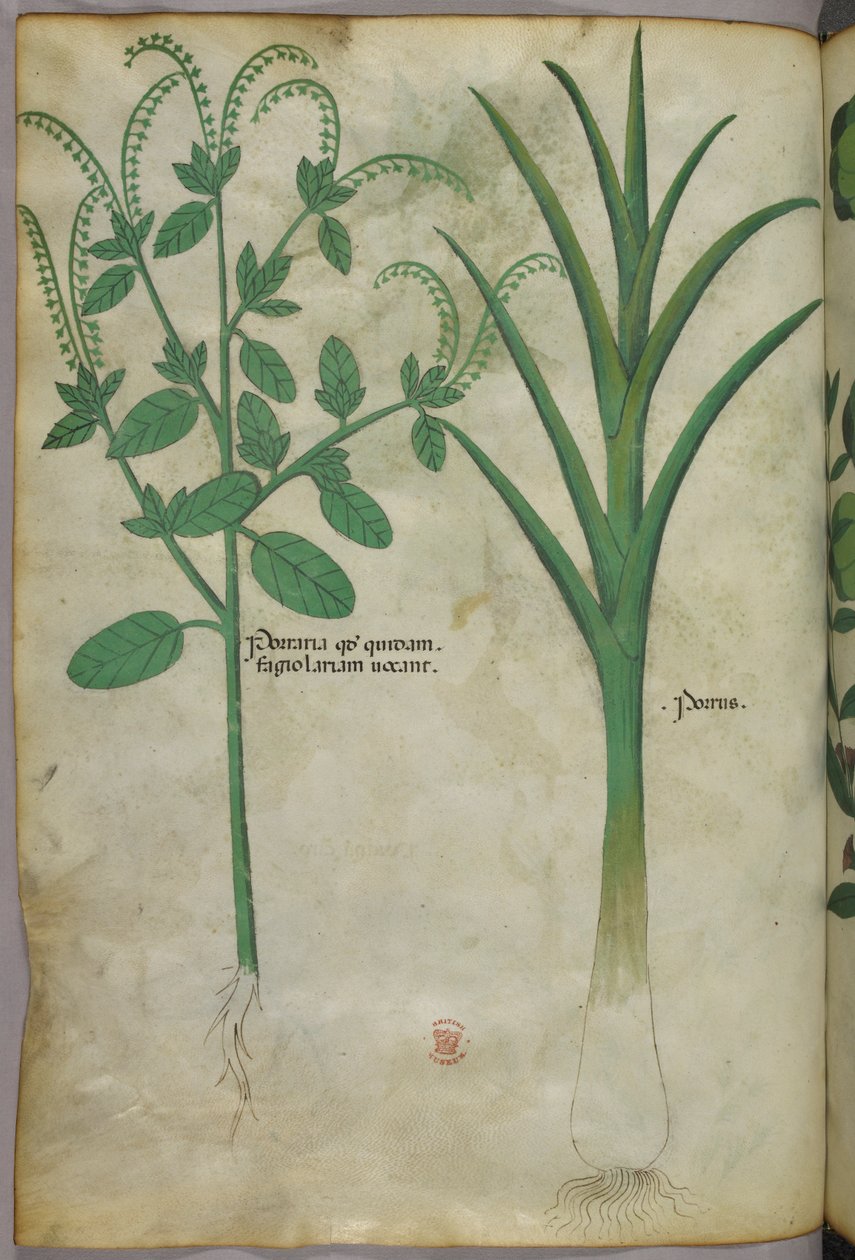 Ilustracja botaniczna, ok. 1440 r. (tusz i kolor na welinie) autorstwa Italian School