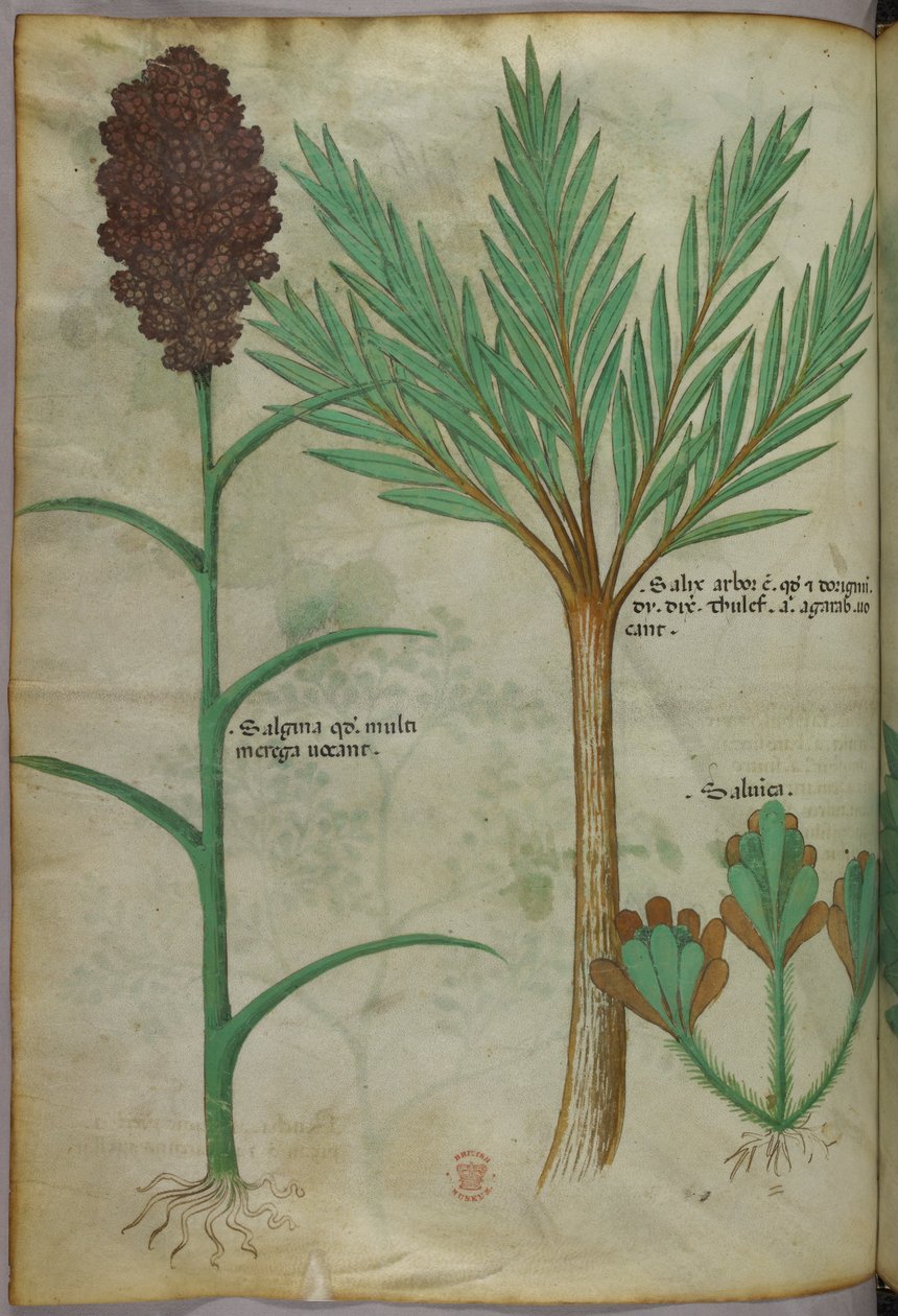 Ilustracja botaniczna, ok. 1440 r. (tusz i kolor na welinie) autorstwa Italian School