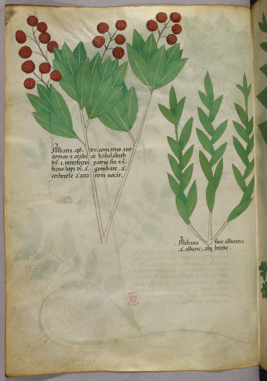 Ilustracja botaniczna, ok. 1440 r. (tusz i kolor na welinie) autorstwa Italian School