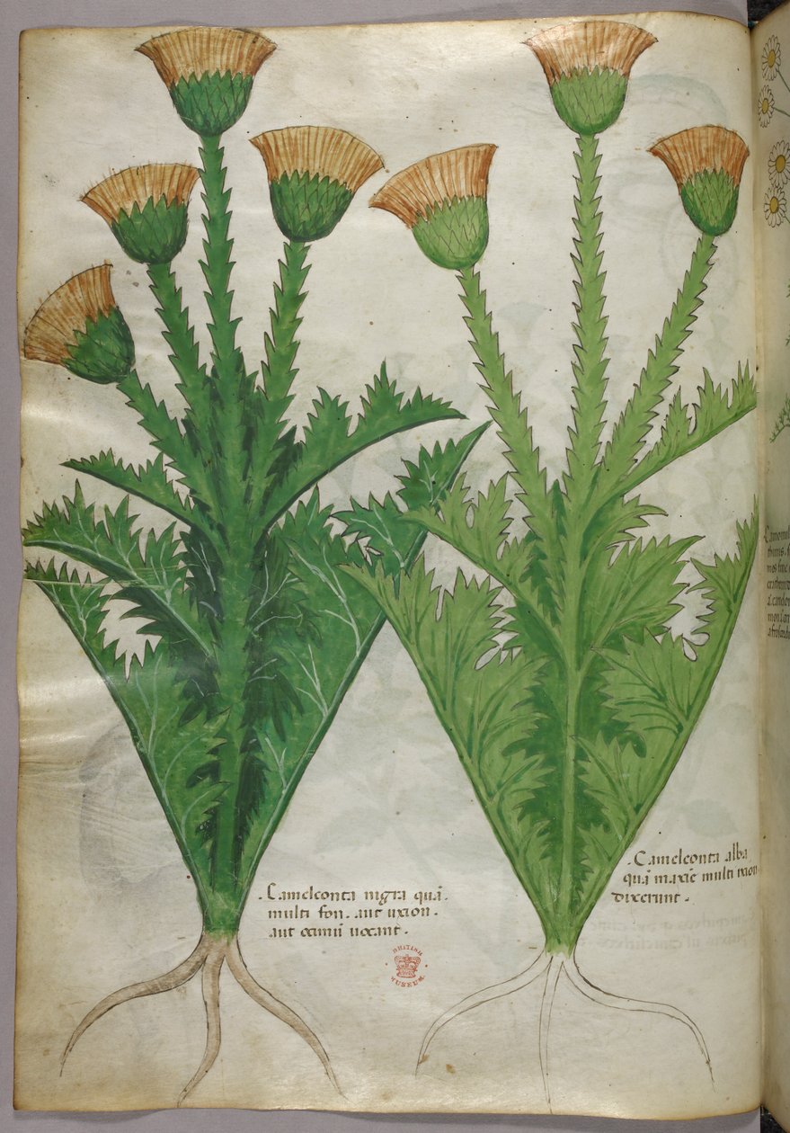 Ilustracja botaniczna, ok. 1440 r. (tusz i kolor na welinie) autorstwa Italian School