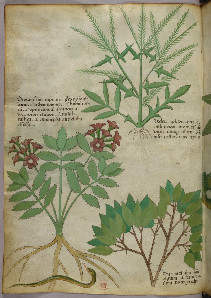 Ilustracja botaniczna, ok. 1440 r. (tusz i kolor na welinie) autorstwa Italian School
