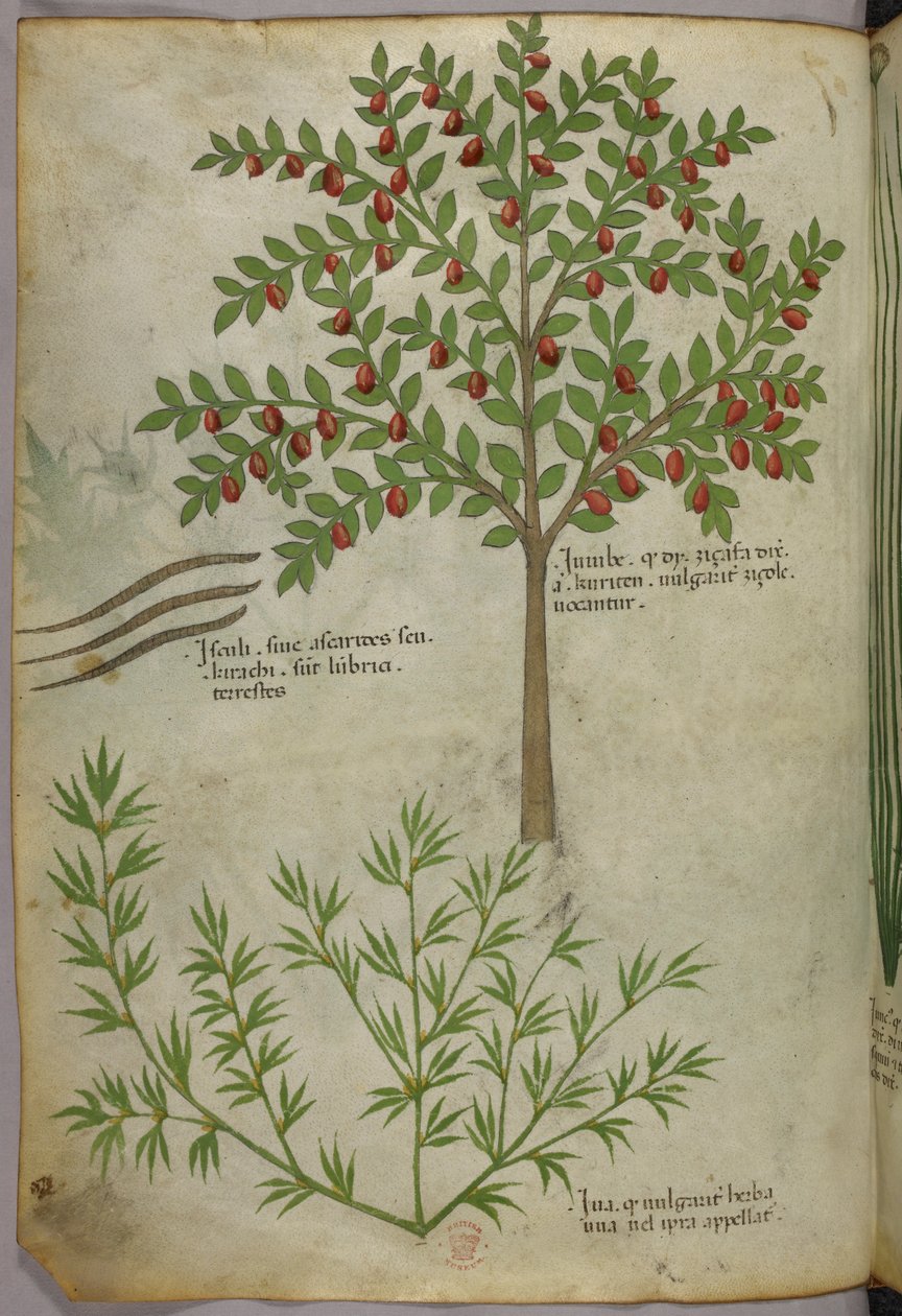 Ilustracja botaniczna, ok. 1440 r. (tusz i kolor na welinie) autorstwa Italian School