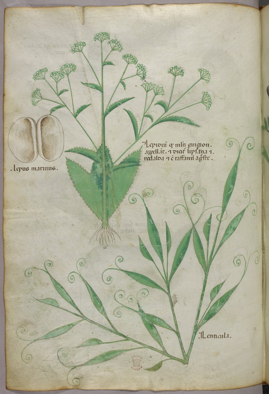Ilustracja botaniczna, ok. 1440 r. (tusz i kolor na welinie) autorstwa Italian School