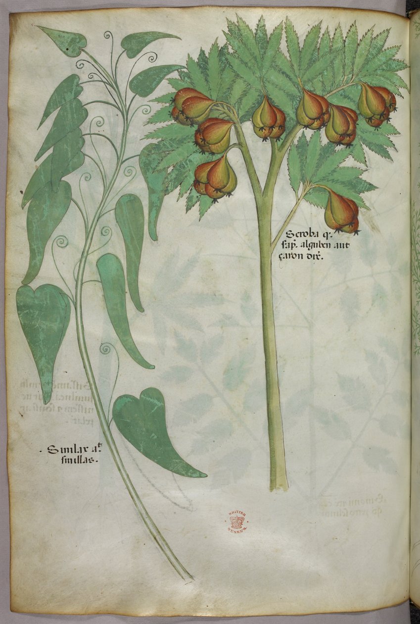 Ilustracja botaniczna, ok. 1440 r. (tusz i kolor na welinie) autorstwa Italian School
