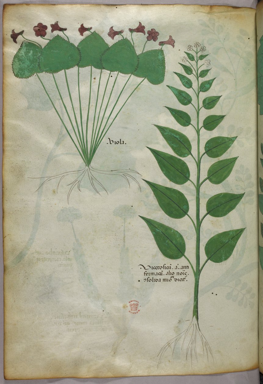 Ilustracja botaniczna, ok. 1440 r. (tusz i kolor na welinie) autorstwa Italian School