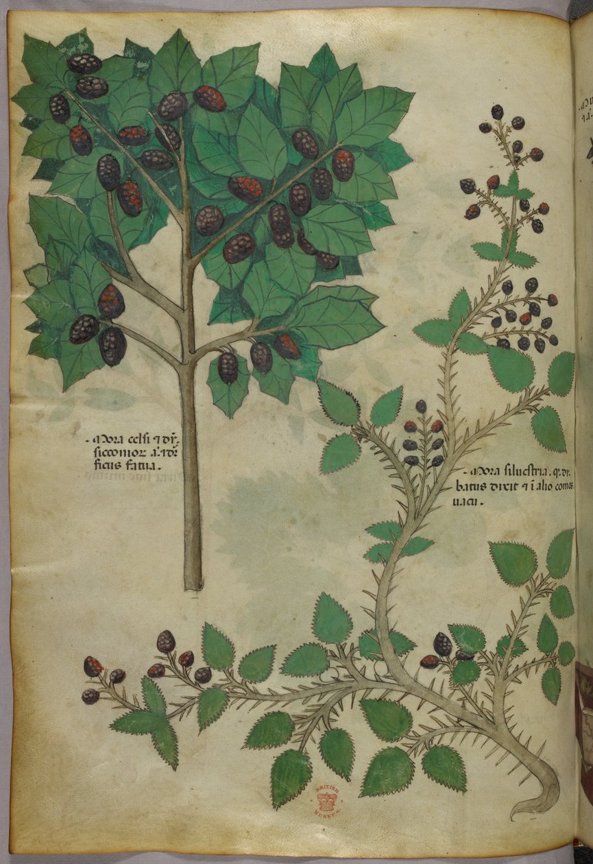 Ilustracja botaniczna, ok. 1440 r. (tusz i kolor na welinie) autorstwa Italian School