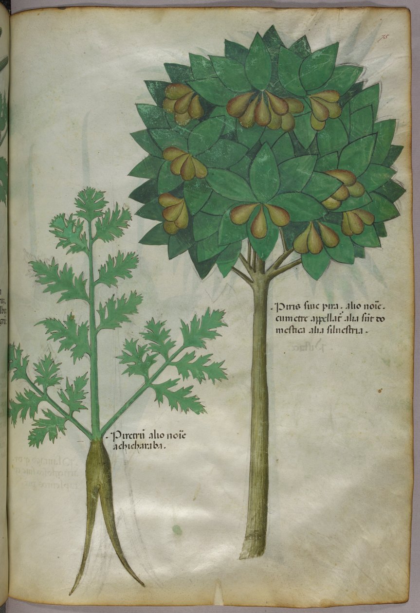 Ilustracja botaniczna, ok. 1440 r. (tusz i kolor na welinie) autorstwa Italian School