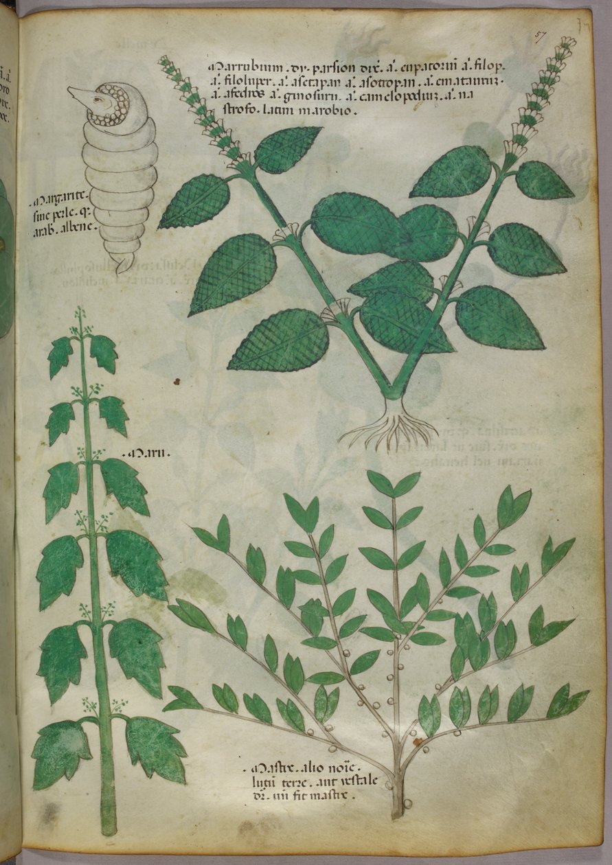 Ilustracja botaniczna, ok. 1440 r. (tusz i kolor na welinie) autorstwa Italian School