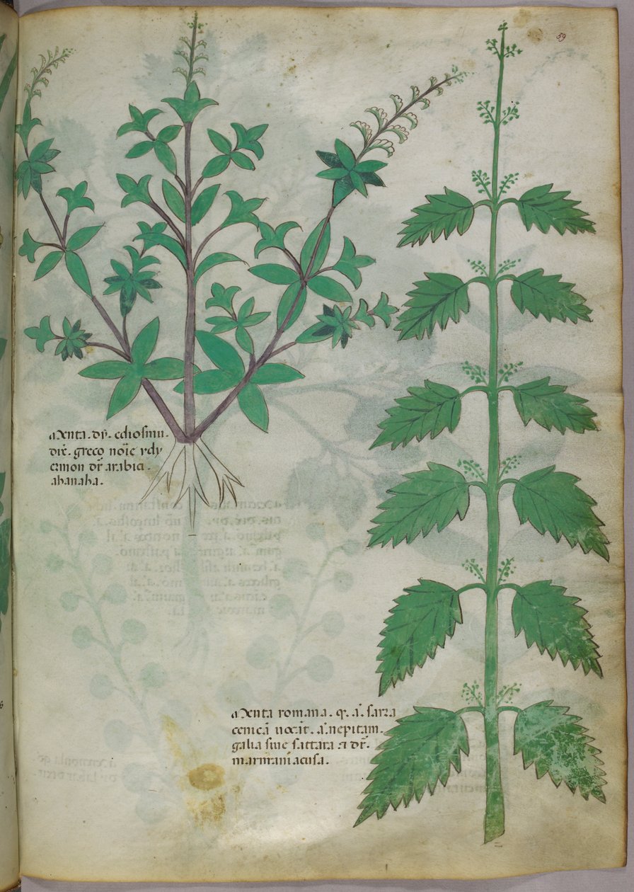 Ilustracja botaniczna, ok. 1440 r. (tusz i kolor na welinie) autorstwa Italian School
