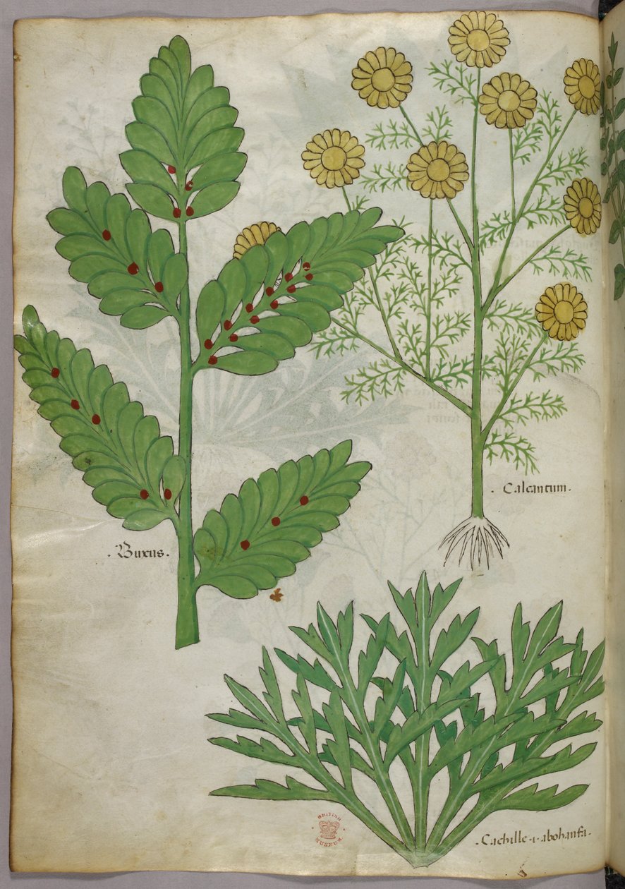 Ilustracja botaniczna, ok. 1440 r. (tusz i kolor na welinie) autorstwa Italian School