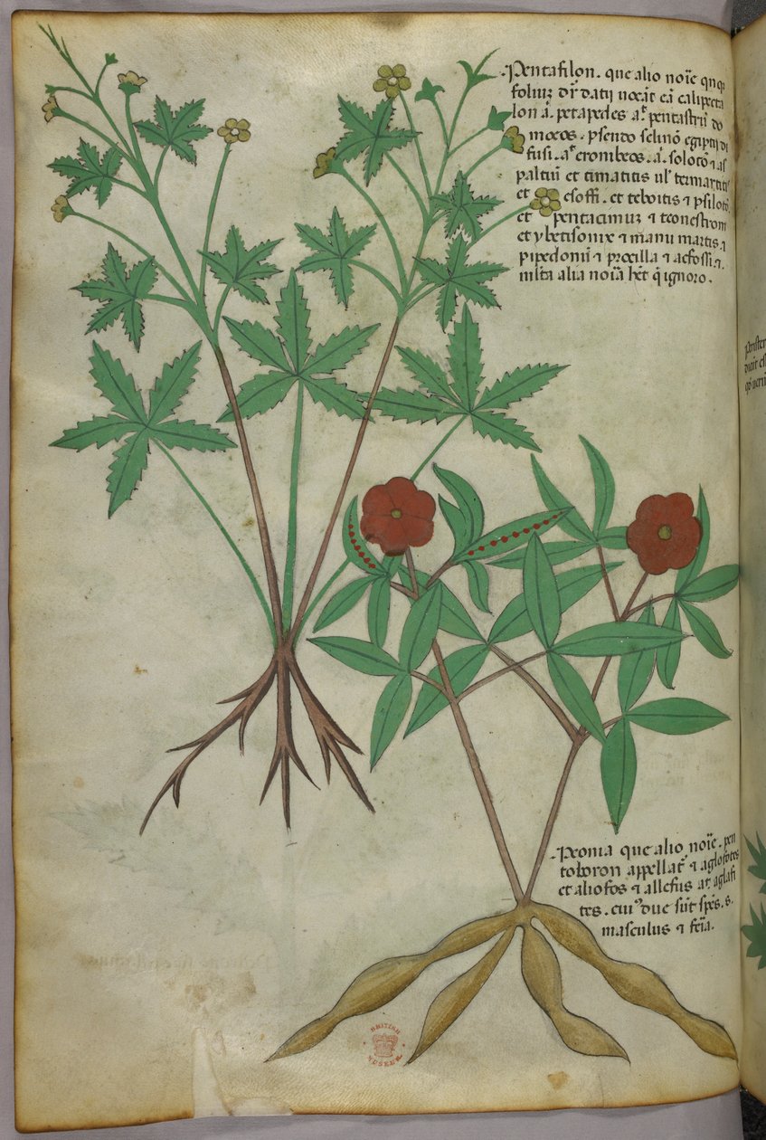 Ilustracja botaniczna, ok. 1440 r. (tusz i kolor na welinie) autorstwa Italian School