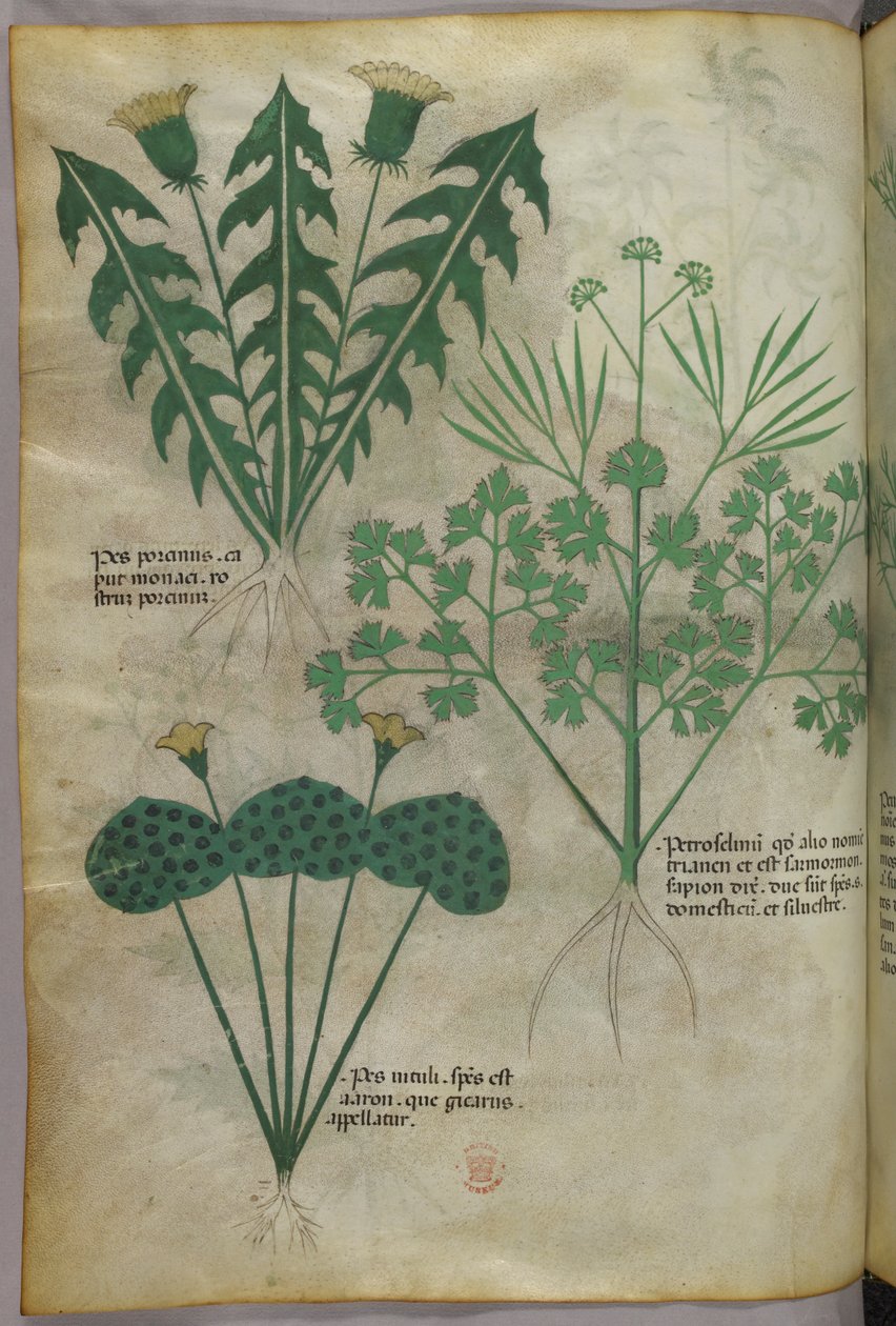 Ilustracja botaniczna, ok. 1440 r. (tusz i kolor na welinie) autorstwa Italian School