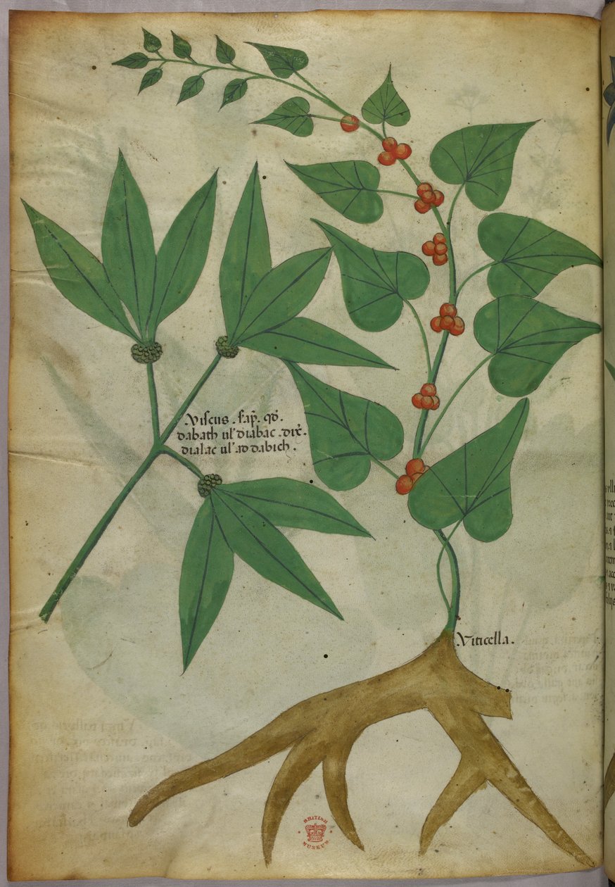 Ilustracja botaniczna, ok. 1440 r. (tusz i kolor na welinie) autorstwa Italian School