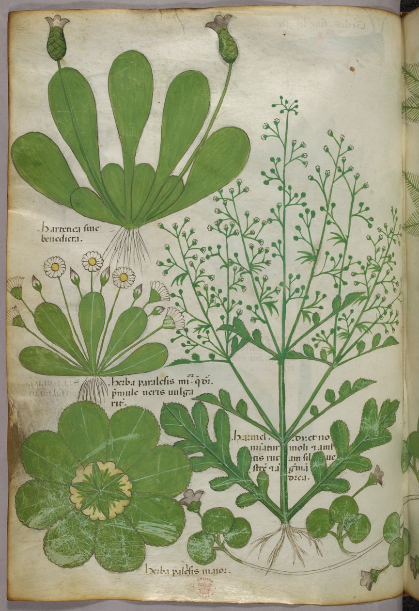 Ilustracja botaniczna, ok. 1440 r. (tusz i kolor na welinie) autorstwa Italian School
