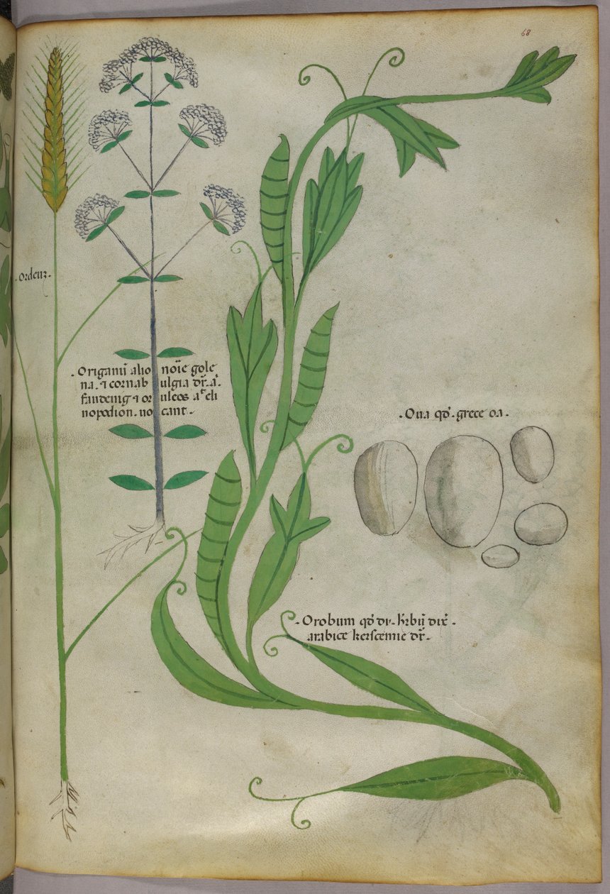 Ilustracja botaniczna, ok. 1440 r. (tusz i kolor na welinie) autorstwa Italian School