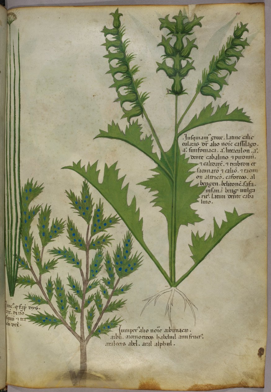 Ilustracja botaniczna, ok. 1440 r. (tusz i kolor na welinie) autorstwa Italian School