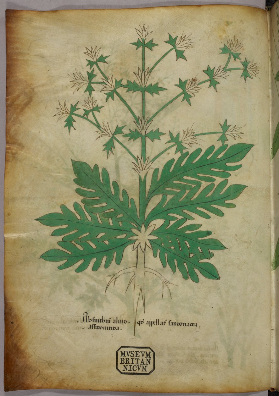 Ilustracja botaniczna, ok. 1440 r. (tusz i kolor na welinie) autorstwa Italian School