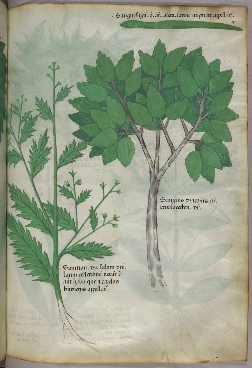 Ilustracja botaniczna, ok. 1440 r. (tusz i kolor na welinie) autorstwa Italian School