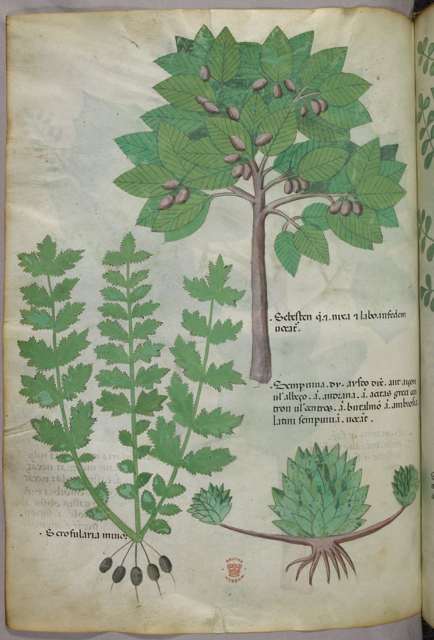 Ilustracja botaniczna, ok. 1440 r. (tusz i kolor na welinie) autorstwa Italian School