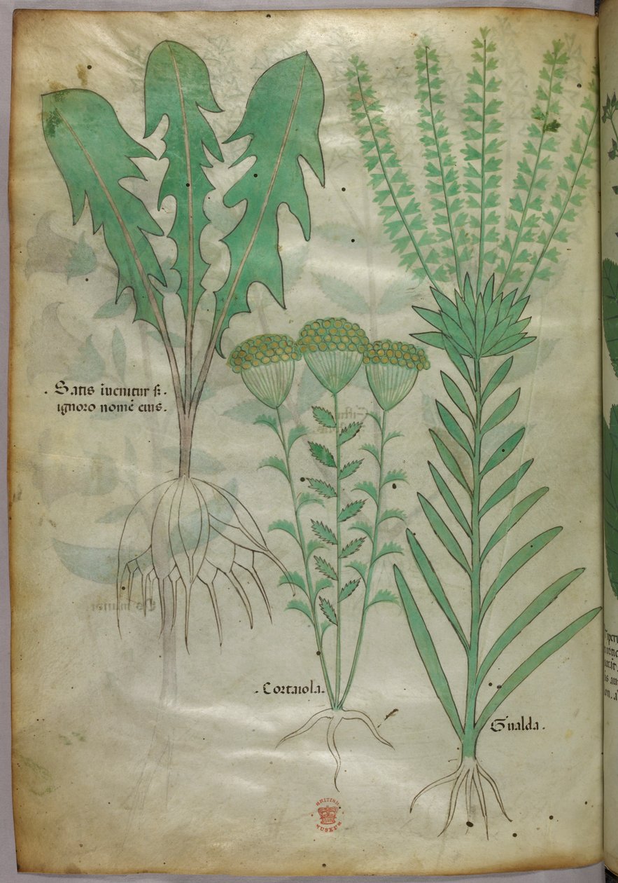 Ilustracja botaniczna, ok. 1440 r. (tusz i kolor na welinie) autorstwa Italian School