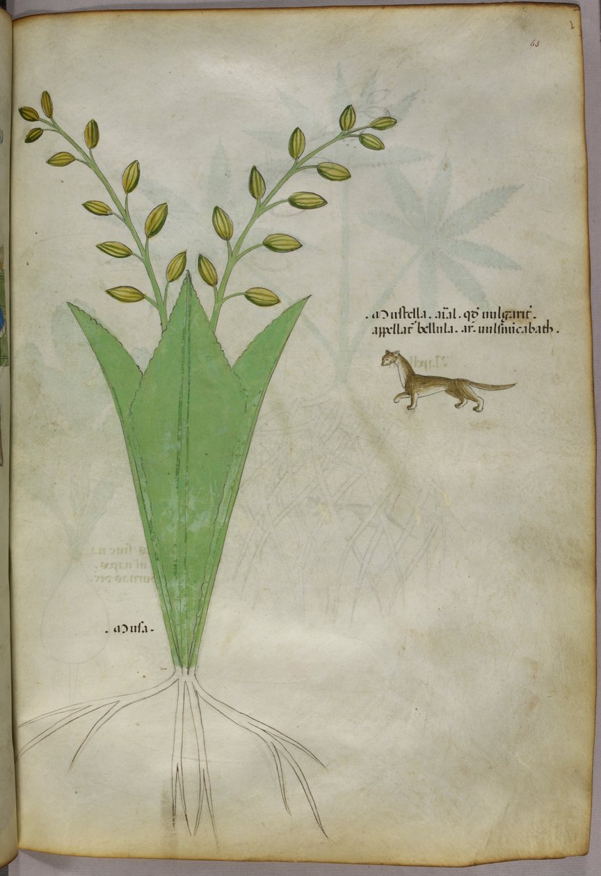 Ilustracja botaniczna, ok. 1440 r. (tusz i kolor na welinie) autorstwa Italian School