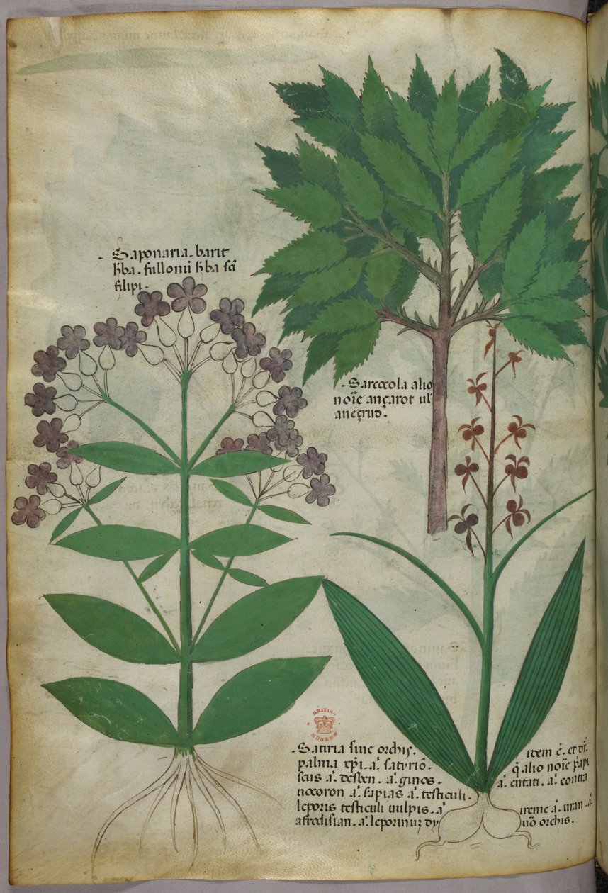 Ilustracja botaniczna, ok. 1440 r. (tusz i kolor na welinie) autorstwa Italian School