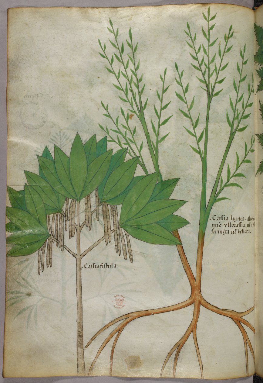 Ilustracja botaniczna, ok. 1440 r. (tusz i kolor na welinie) autorstwa Italian School