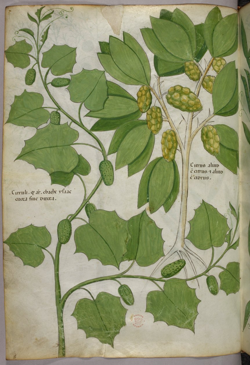 Ilustracja botaniczna, ok. 1440 r. (tusz i kolor na welinie) autorstwa Italian School