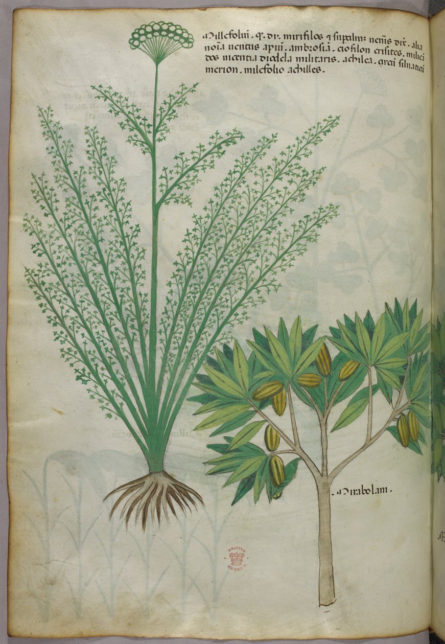 Ilustracja botaniczna, ok. 1440 r. (tusz i kolor na welinie) autorstwa Italian School