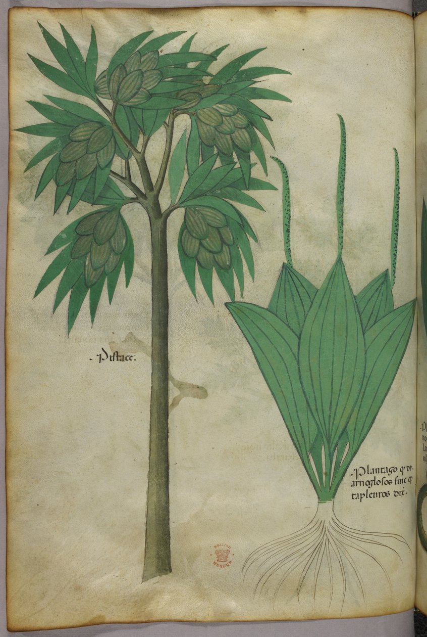 Ilustracja botaniczna, ok. 1440 r. (tusz i kolor na welinie) autorstwa Italian School