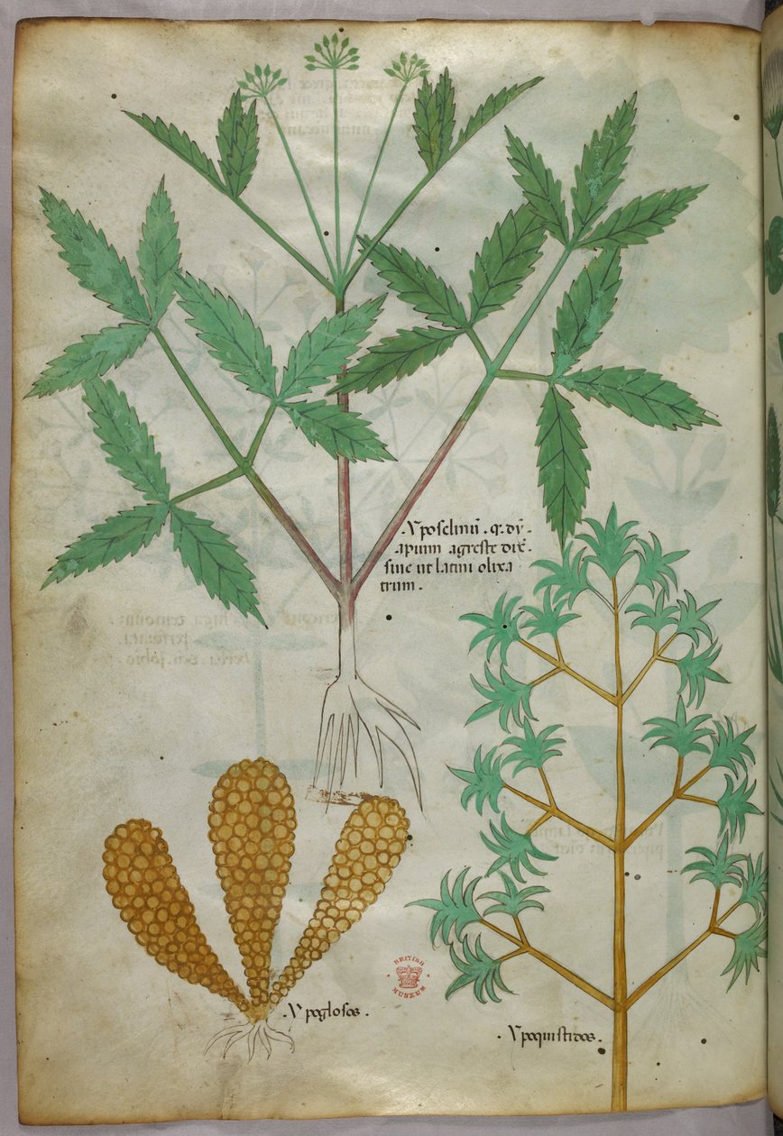 Ilustracja botaniczna, ok. 1440 r. (tusz i kolor na welinie) autorstwa Italian School