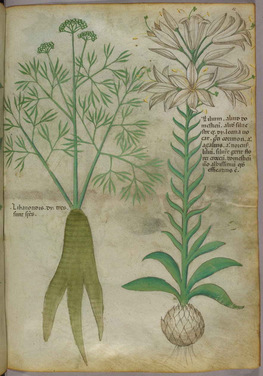 Ilustracja botaniczna, ok. 1440 r. (tusz i kolor na welinie) autorstwa Italian School