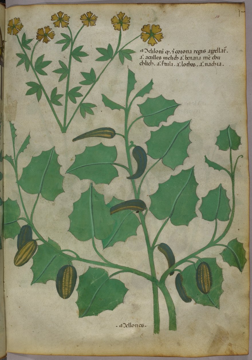 Ilustracja botaniczna, ok. 1440 r. (tusz i kolor na welinie) autorstwa Italian School