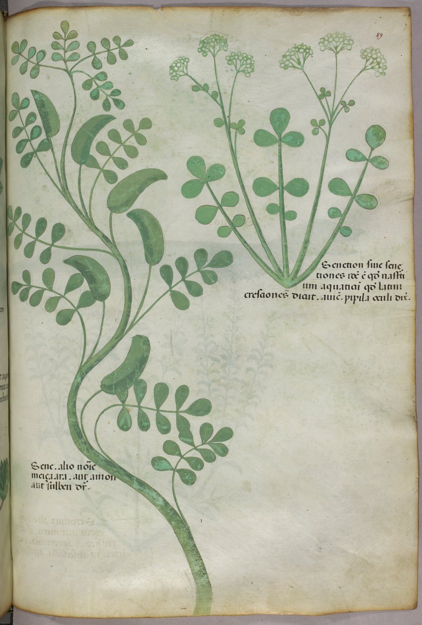Ilustracja botaniczna, ok. 1440 r. (tusz i kolor na welinie) autorstwa Italian School