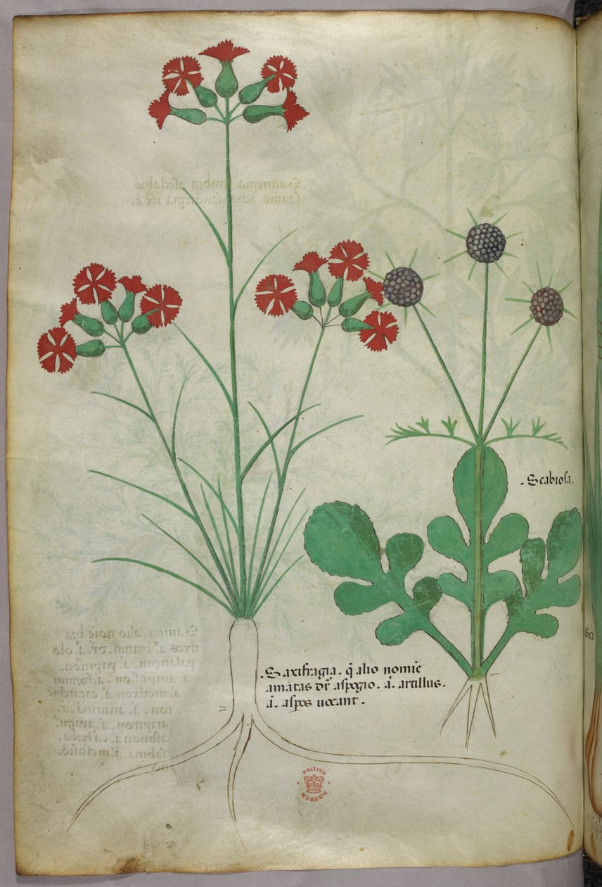 Ilustracja botaniczna, ok. 1440 r. (tusz i kolor na welinie) autorstwa Italian School