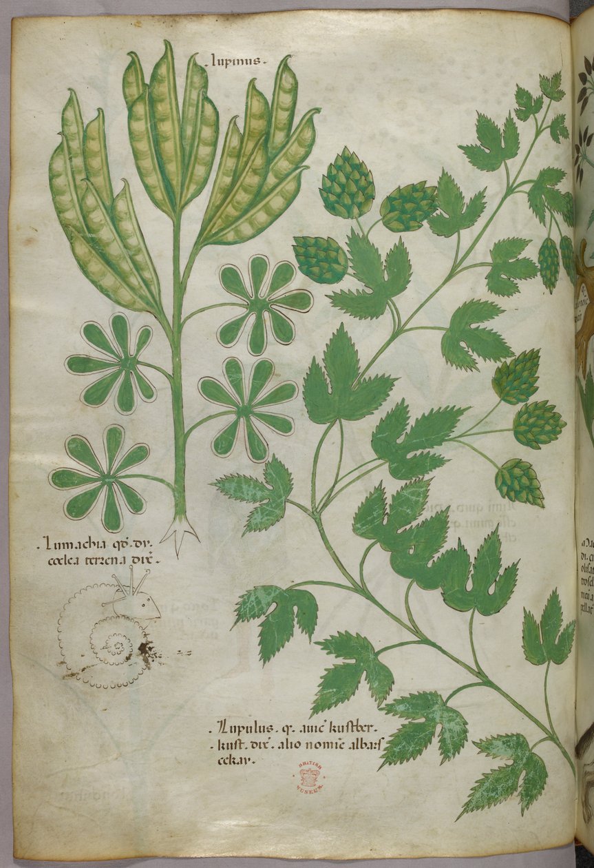 Ilustracja botaniczna, ok. 1440 r. (tusz i kolor na welinie) autorstwa Italian School
