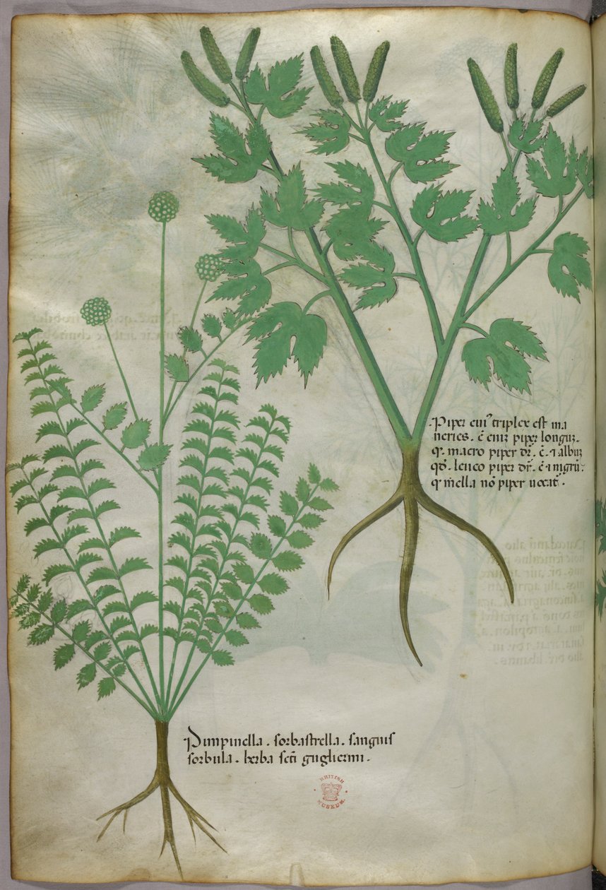 Ilustracja botaniczna, ok. 1440 r. (tusz i kolor na welinie) autorstwa Italian School
