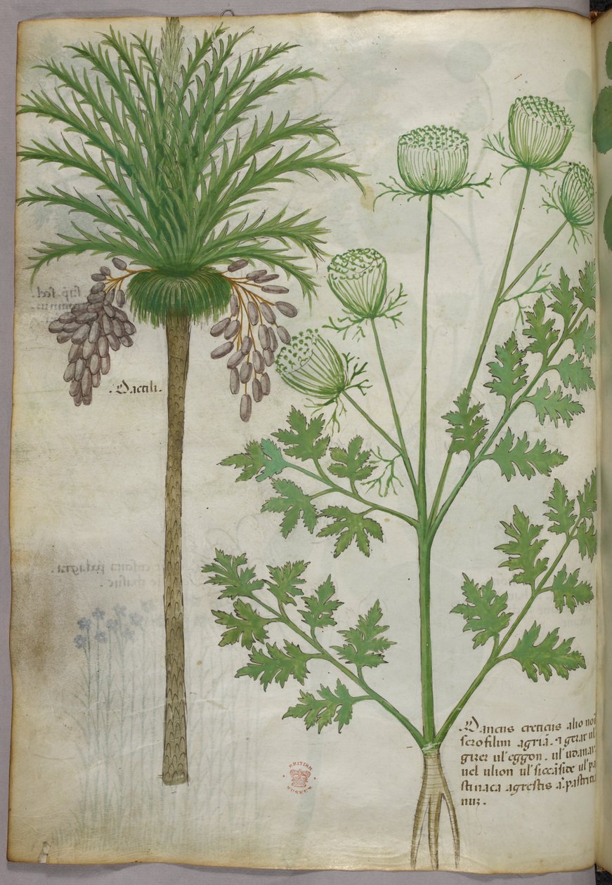 Ilustracja botaniczna, ok. 1440 r. (tusz i kolor na welinie) autorstwa Italian School